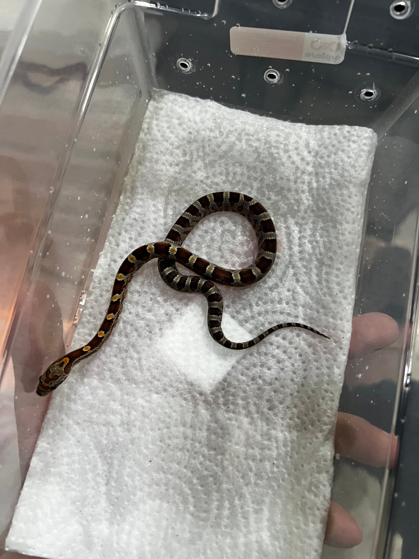 SERPIENTE MAICERA NOMINAL MACHO 29