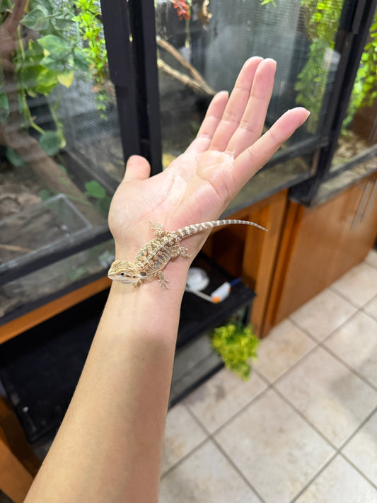 DRAGÓN BARBUDO NOMINAL CRIA 6