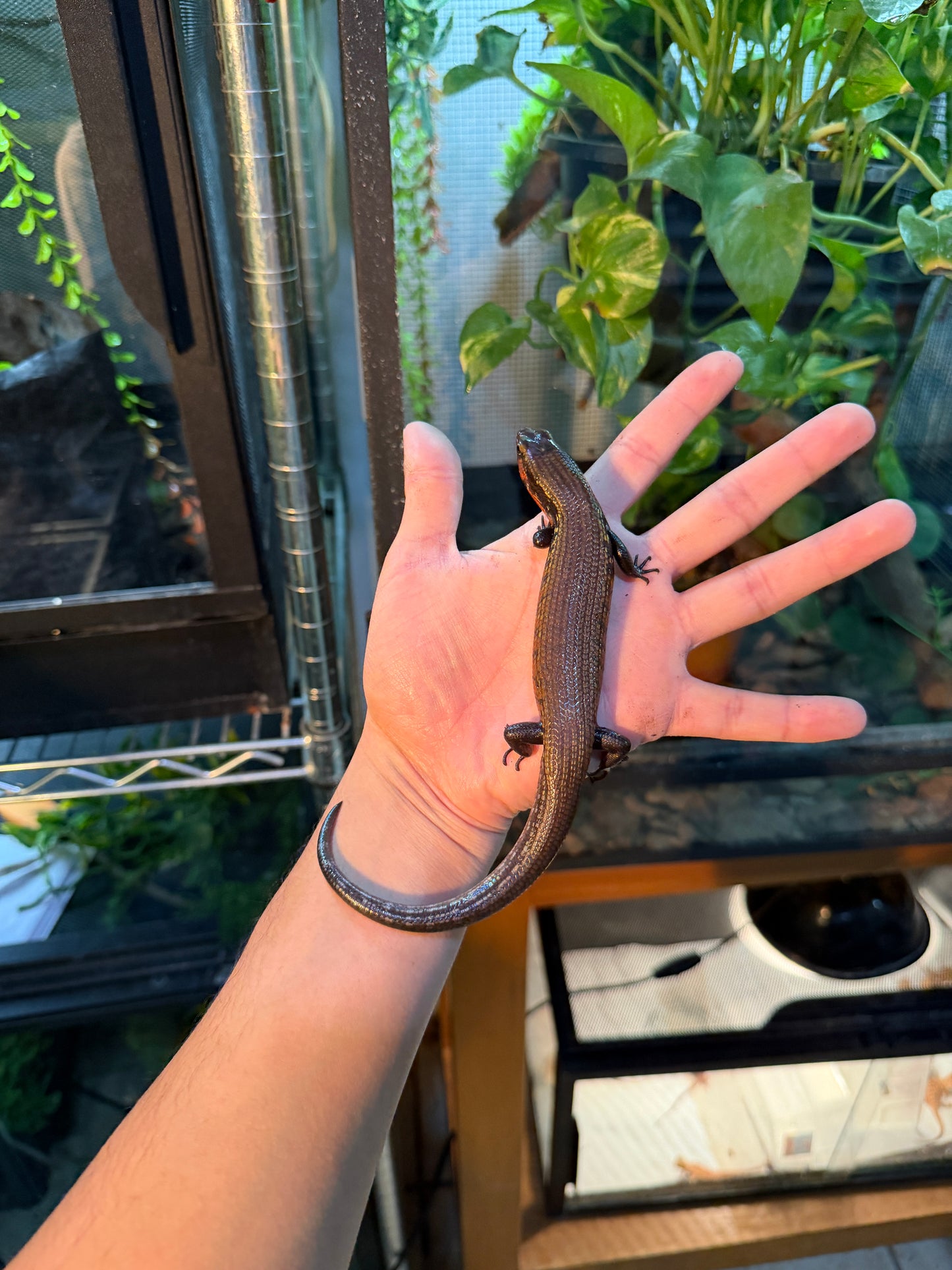 SKINK DE FUEGO 6174 NACIDO EN CAUTIVERIO CON APROVECHAMIENTO EMITIDO POR SEMARNAT