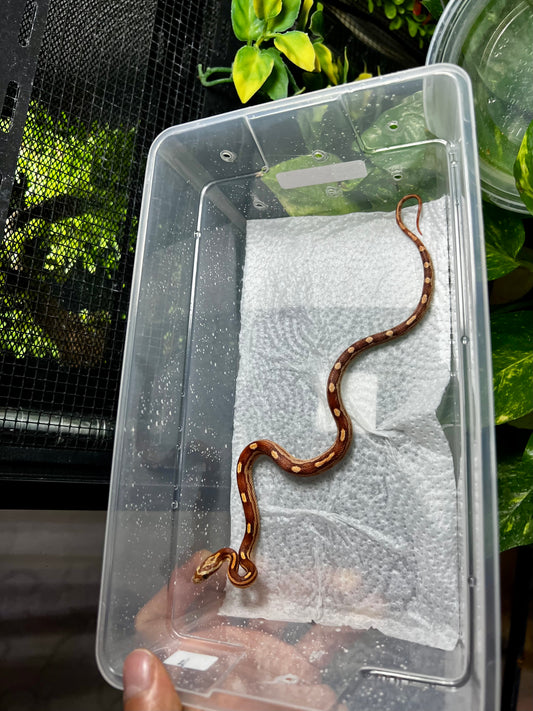 SERPIENTE MAICERA MOTLEY MACHO 11