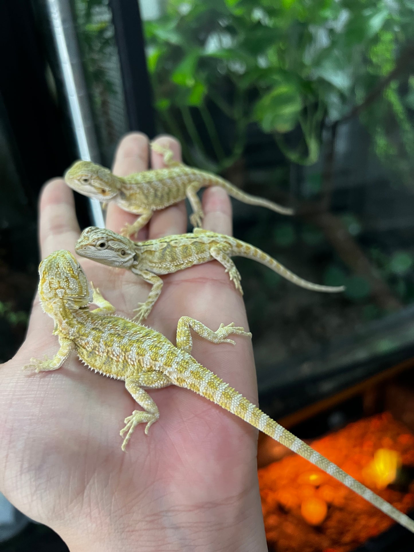 DRAGÓN BARBUDO CITRUS