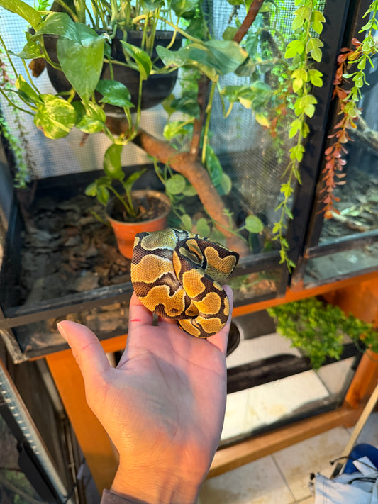 PITÓN BOLA ENCHI MACHO 3