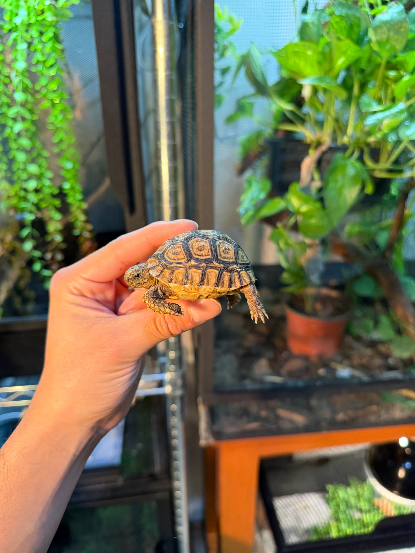 TORTUGA LEOPARDO 1 (Stigmochelys pardalis) CITES2025