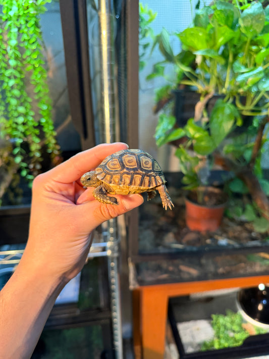 TORTUGA LEOPARDO 1 (Stigmochelys pardalis) CITES2025