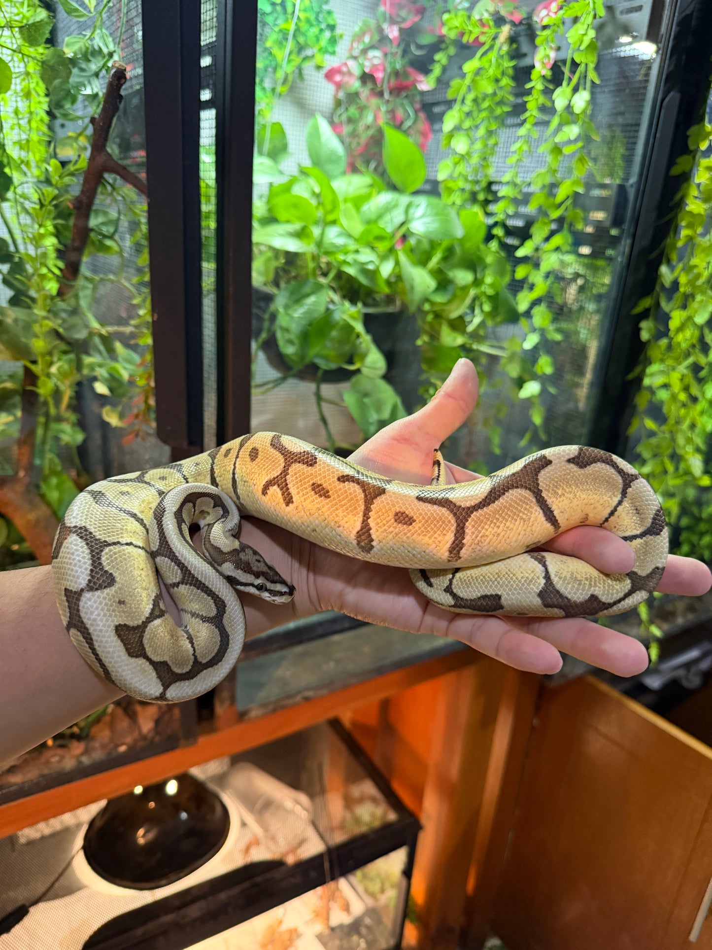 PITÓN BOLA MOJAVE SPIDER MACHO ADULTO 2023