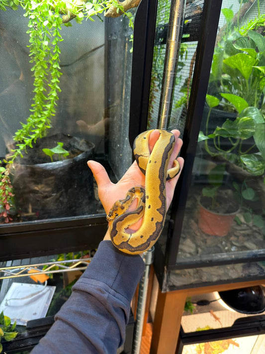 PITÓN BOLA CLOWN HEMBRA 2