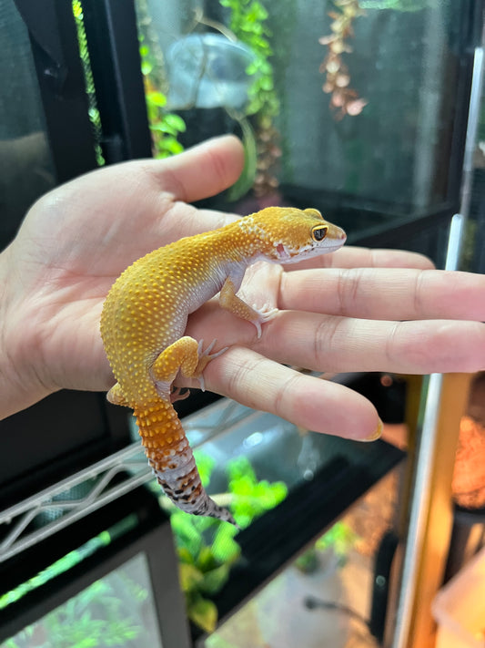 SÚPER HYPO TANGERINE HEMBRA 40
