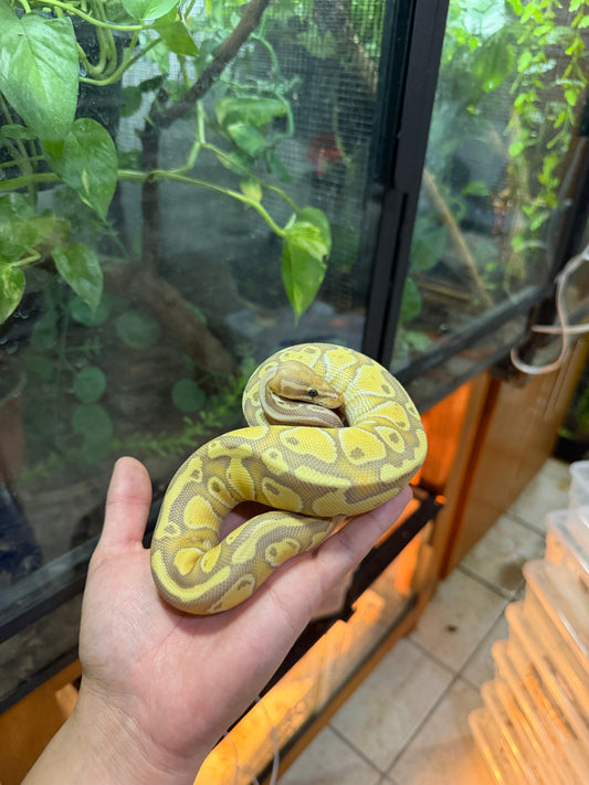 PITÓN BOLA BANANA LESSER MACHO 7