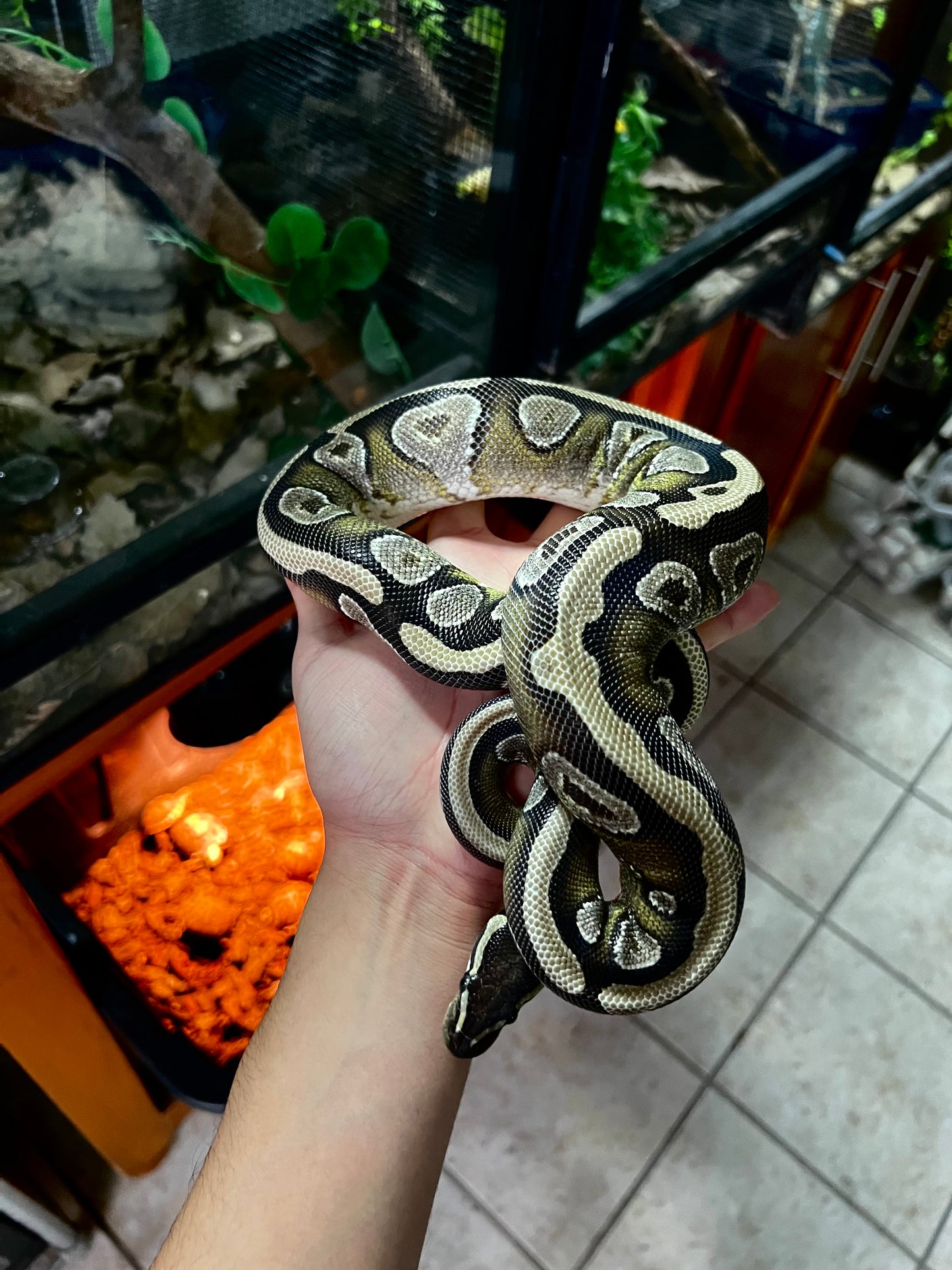 MOJAVE HEMBRA JUVENIL