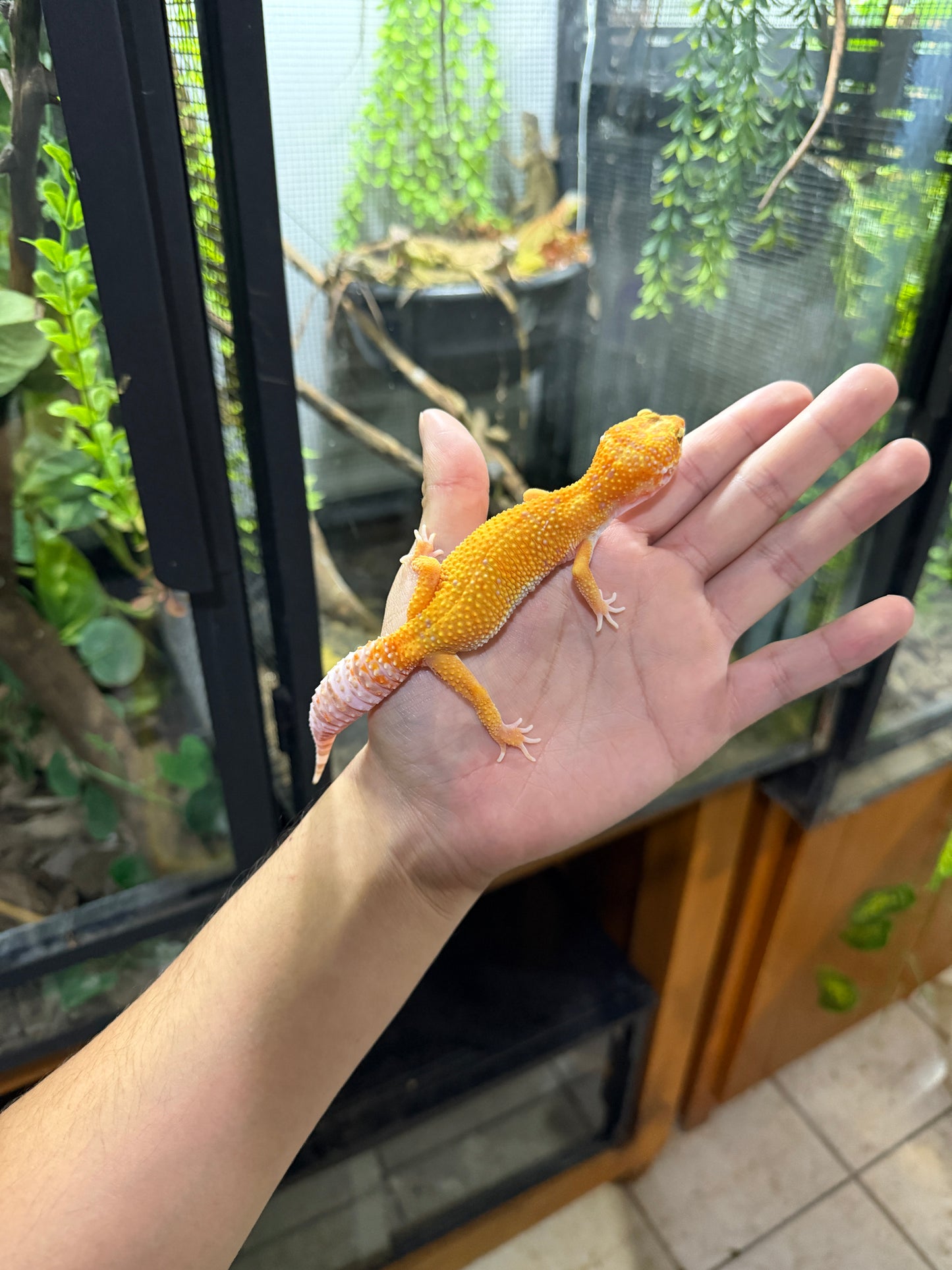 GECKO LEOPARDO RAINWATER HET MP PH ECLIPSE 039