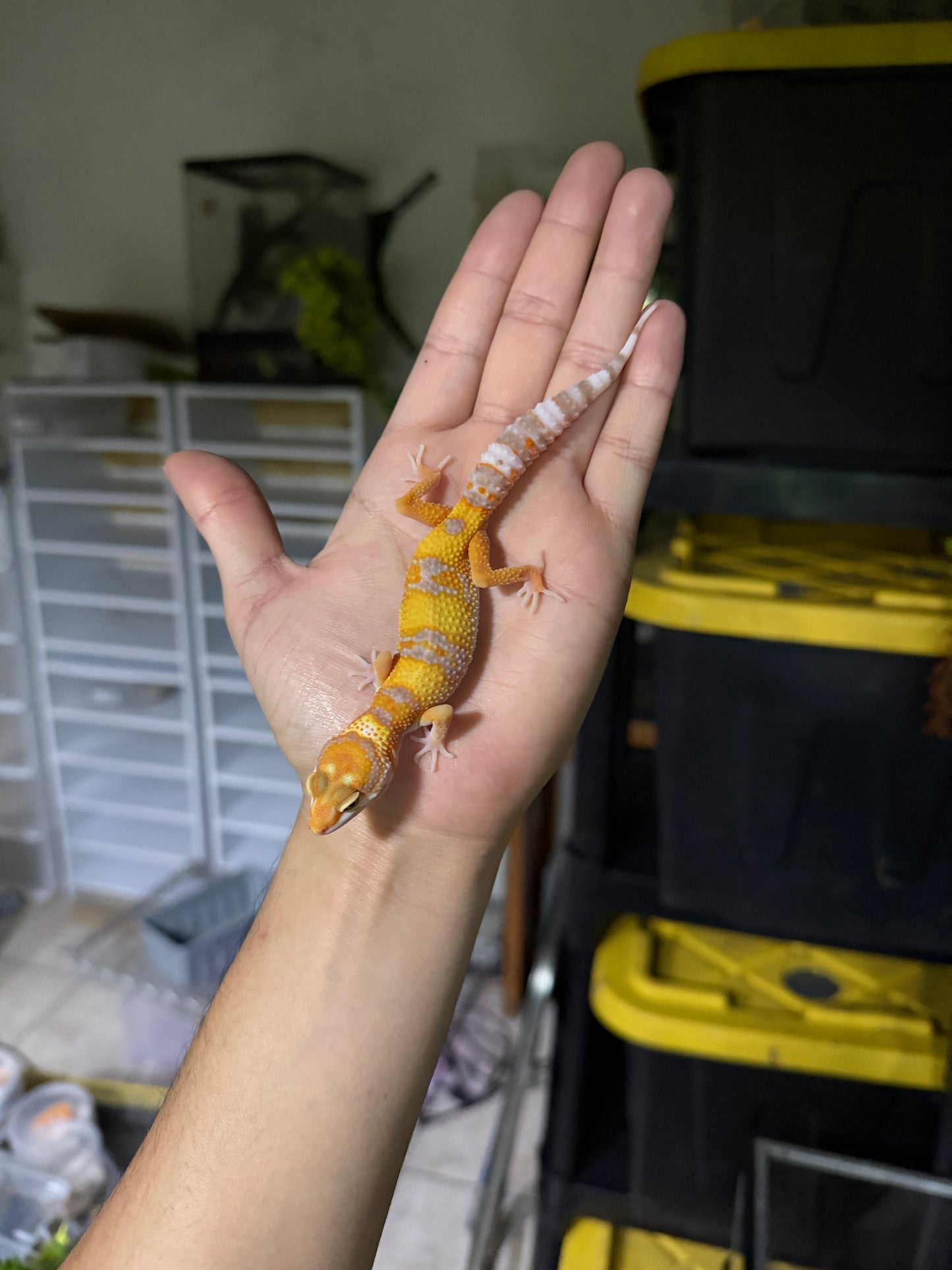 Gecko leopardo RAINWATER het typhoon 76