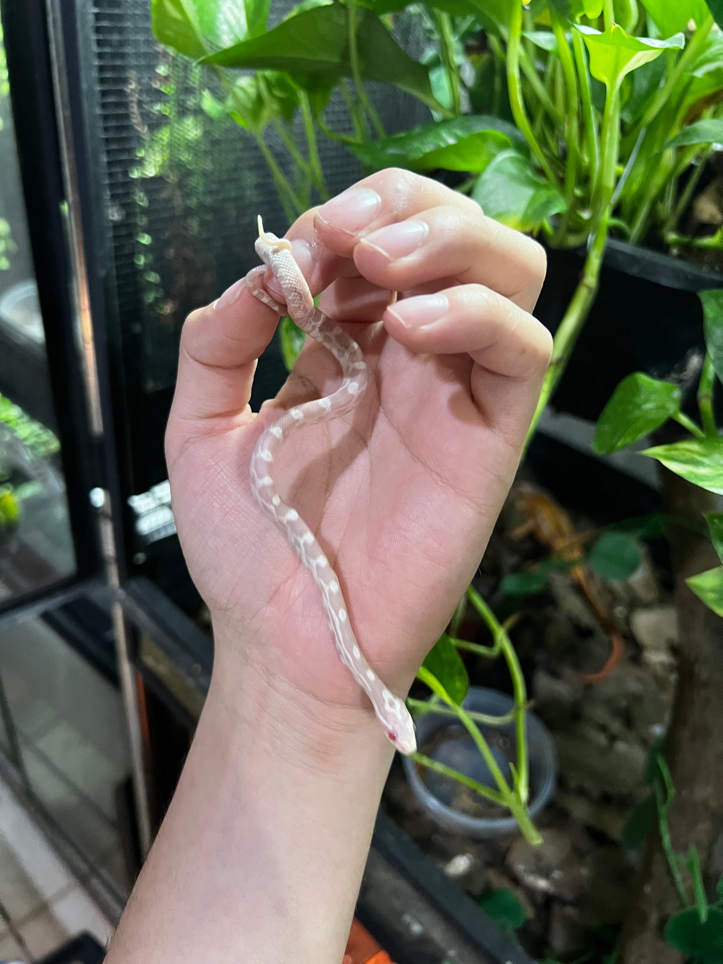 SERPIENTE MAICERA SNOW HEMBRA  49