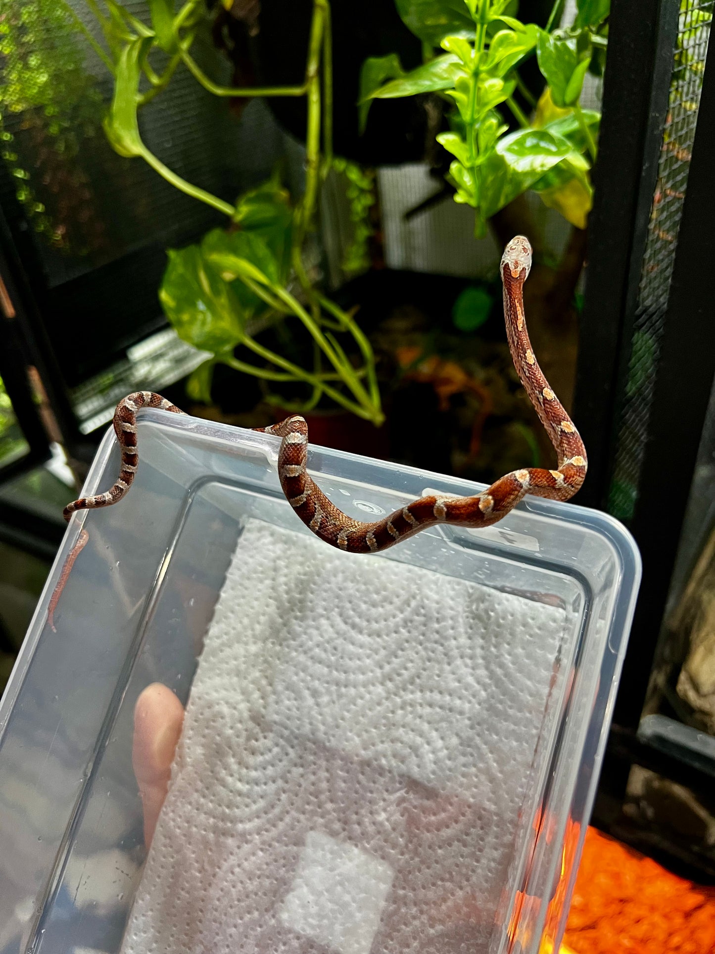 SERPIENTE MAICERA MIAMI HEMBRA 7
