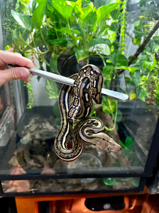PITON RETICULADA TIGER 100% HET PIED MACHO 50cm aprox. 04-02