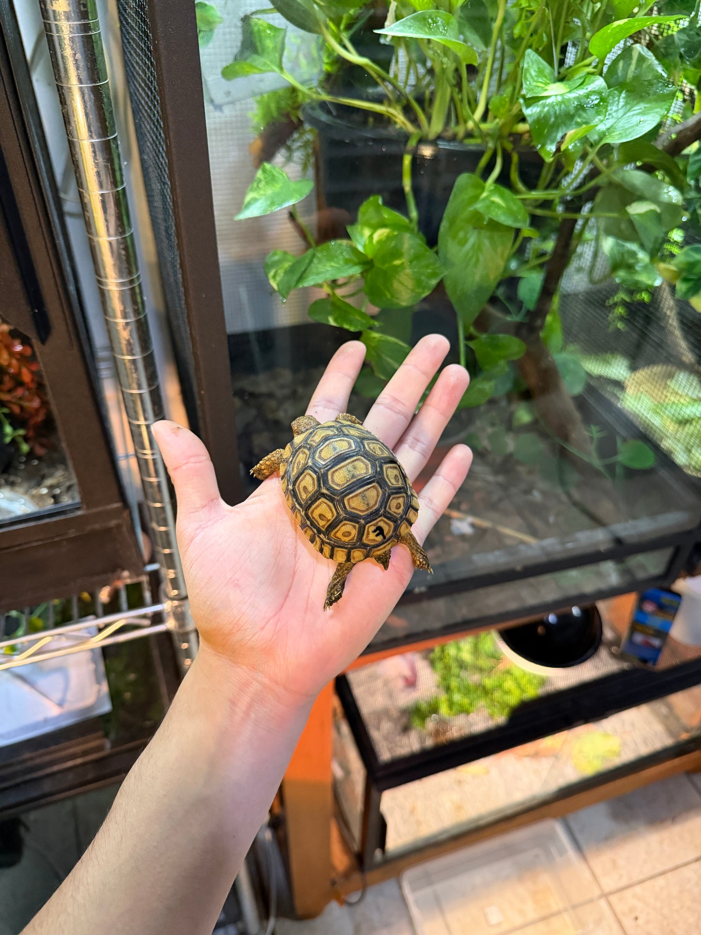 TORTUGA LEOPARDO 7 (Stigmochelys pardalis) CITES2025