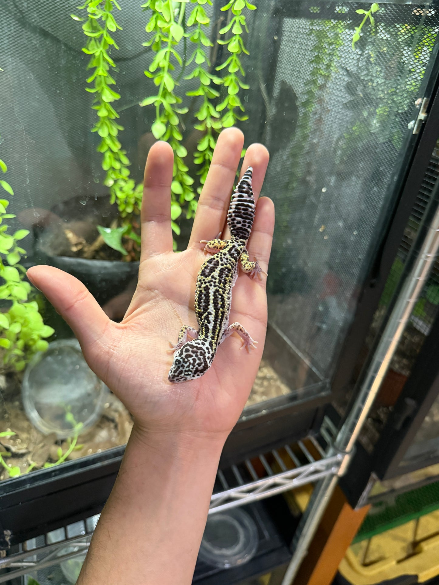 GECKO LEOPARDO MACK SNOW JUNGLE HEMBRA 6317