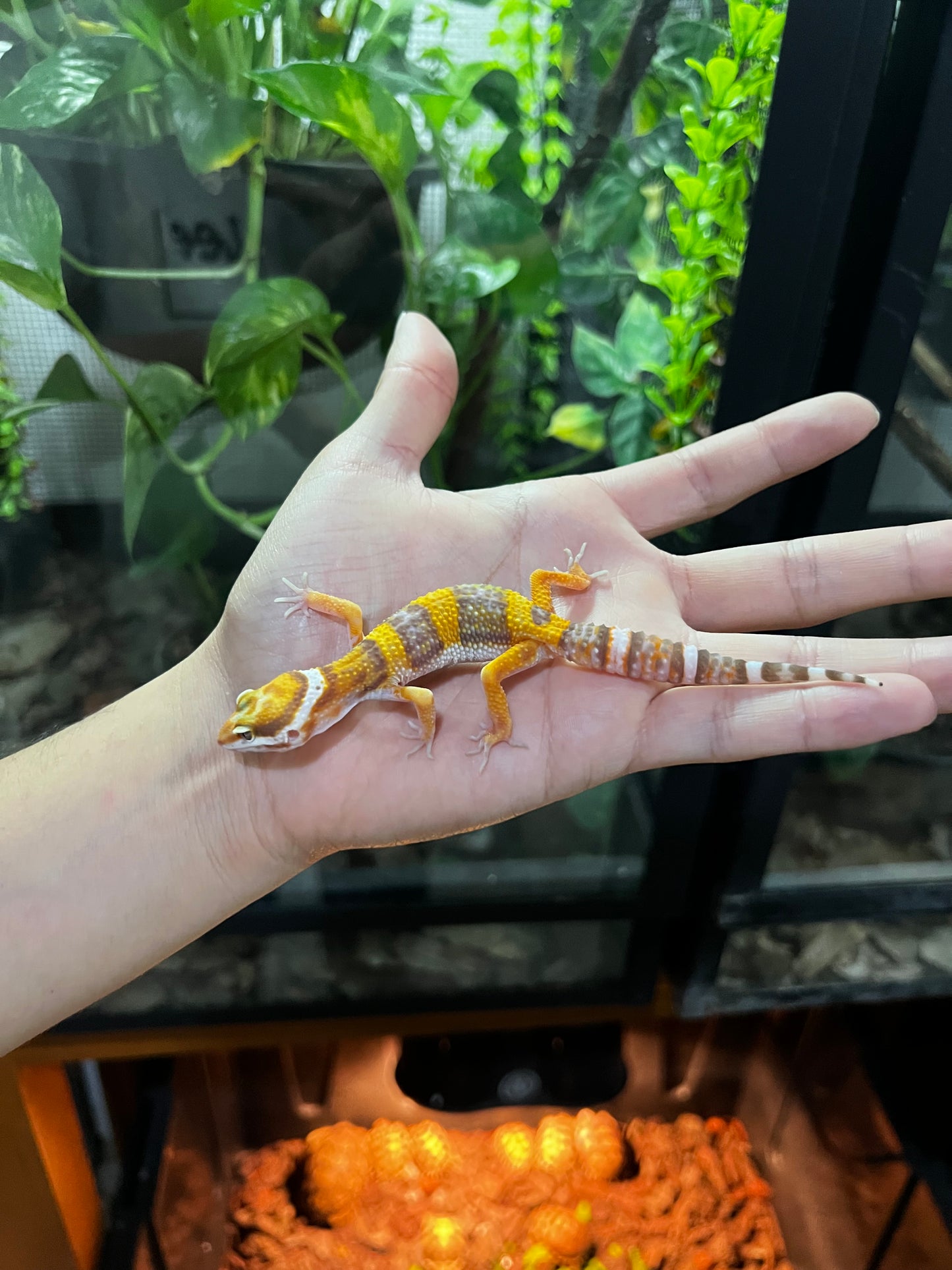 TANGERINE TREMPER 3
