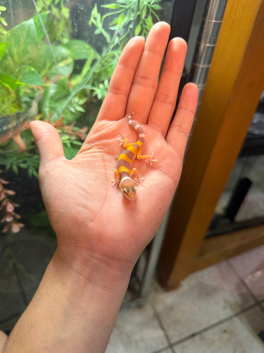 GECKO LEOPARDO ALBINO TANGERINE HET ECLIPSE