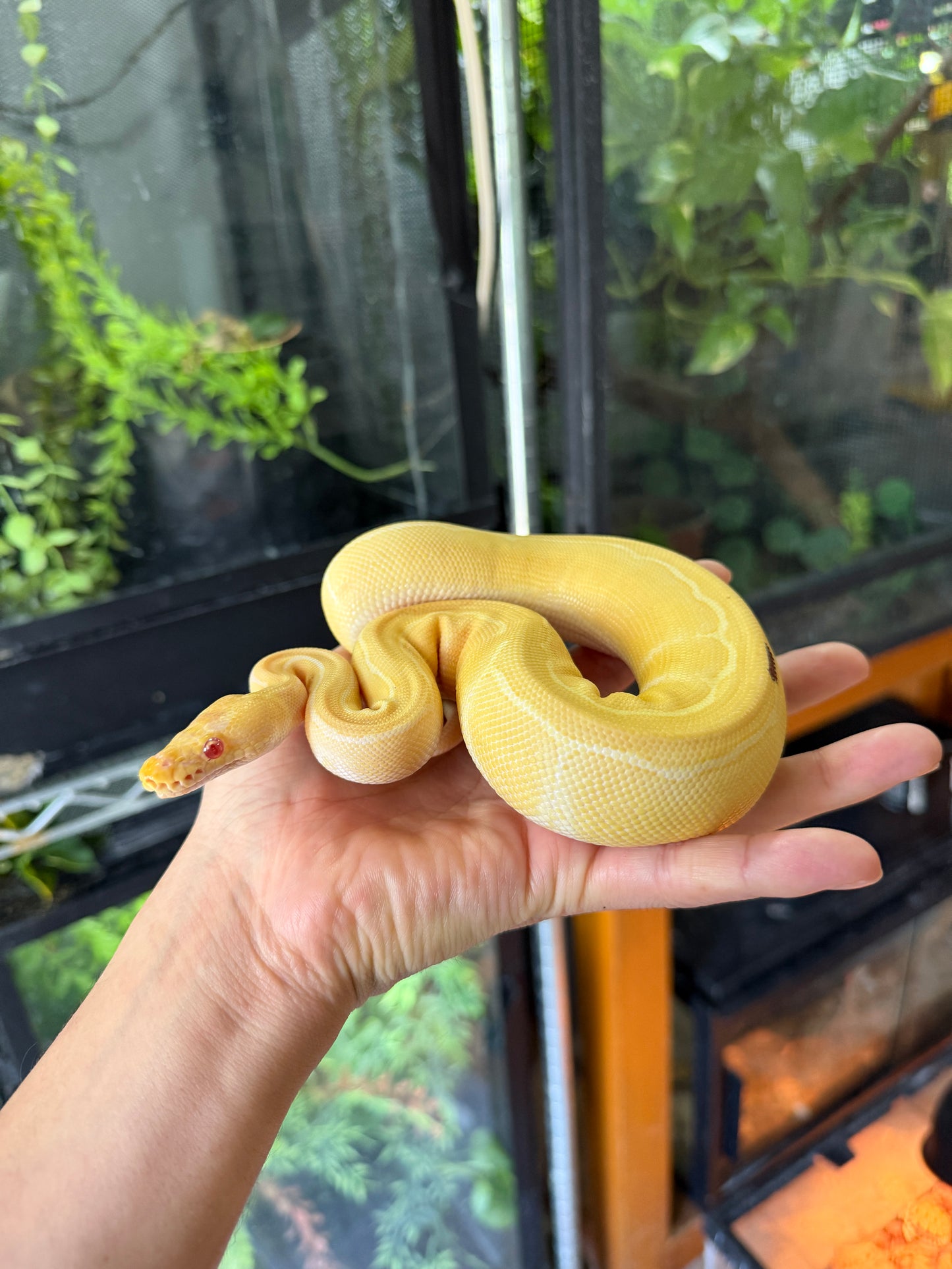 PITON BOLA PINSTRIPE ALBINO HET PIED HEMBRA 1 (CON MICROCHIP)