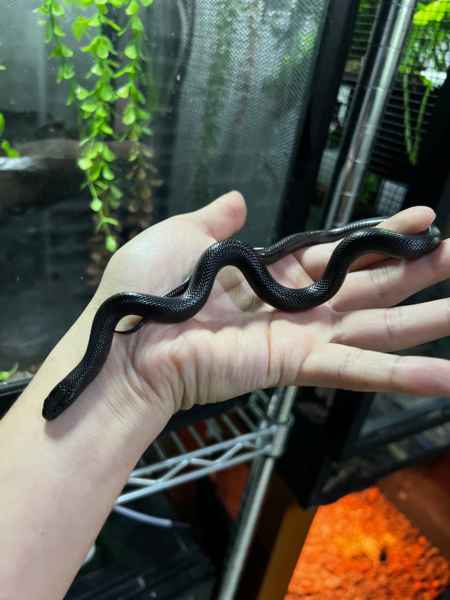 REY NEGRA MEXICANA HEMBRA 72