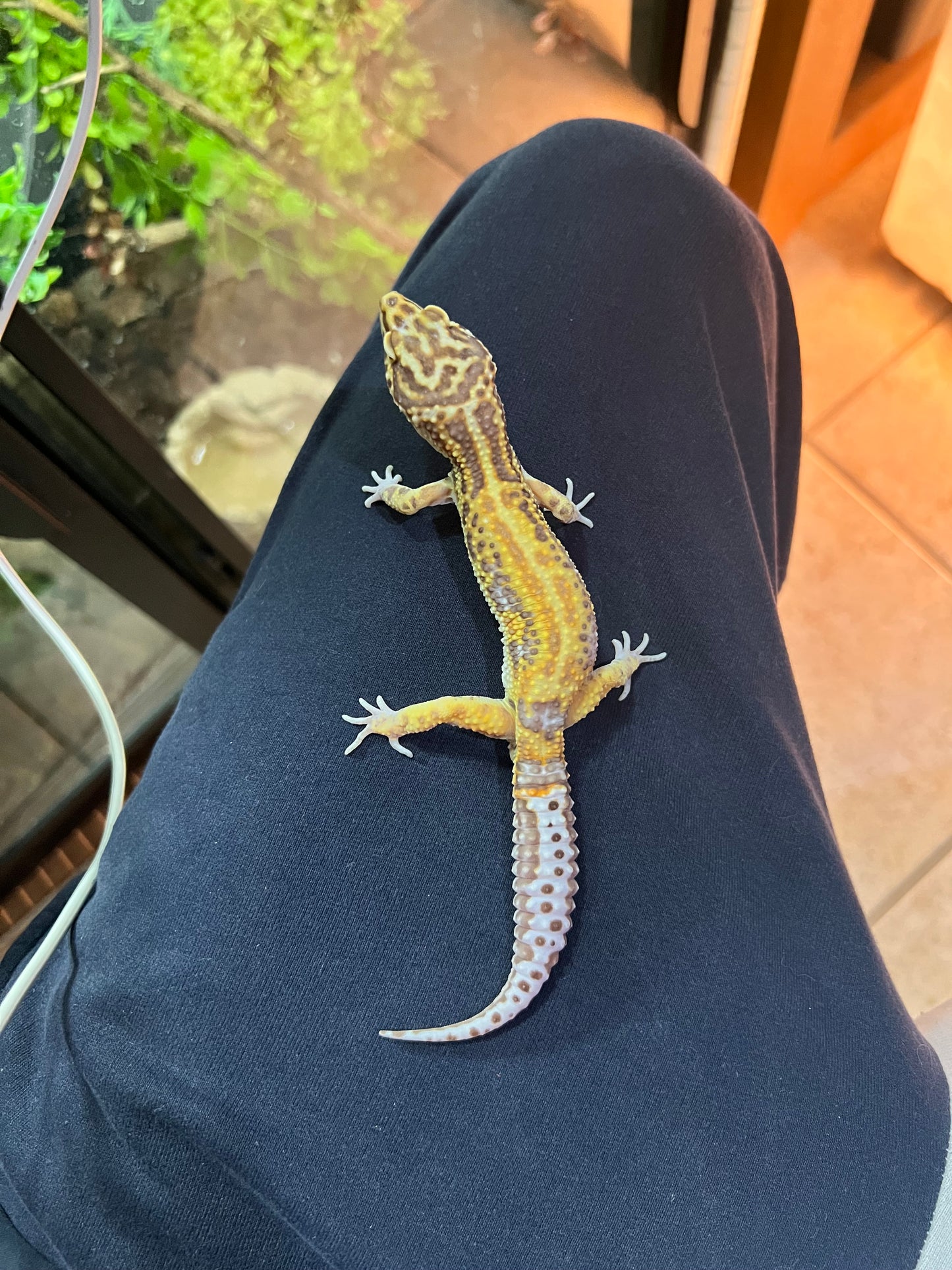 BEL ALBINO HEMBRA 36