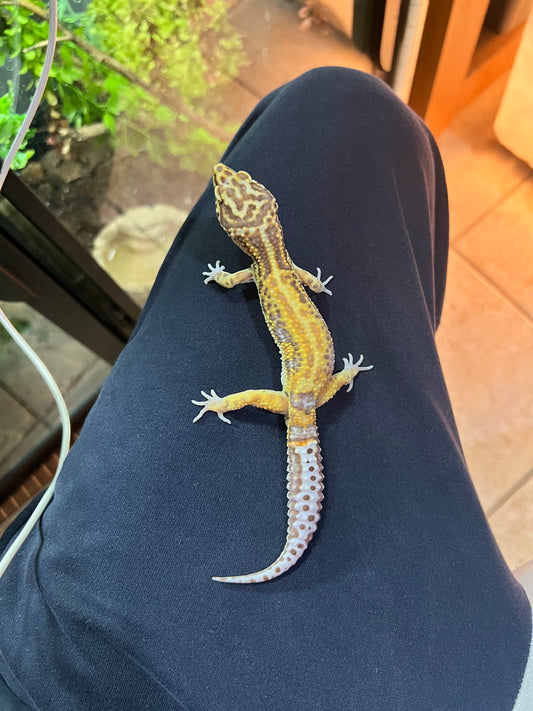 BEL ALBINO HEMBRA 36