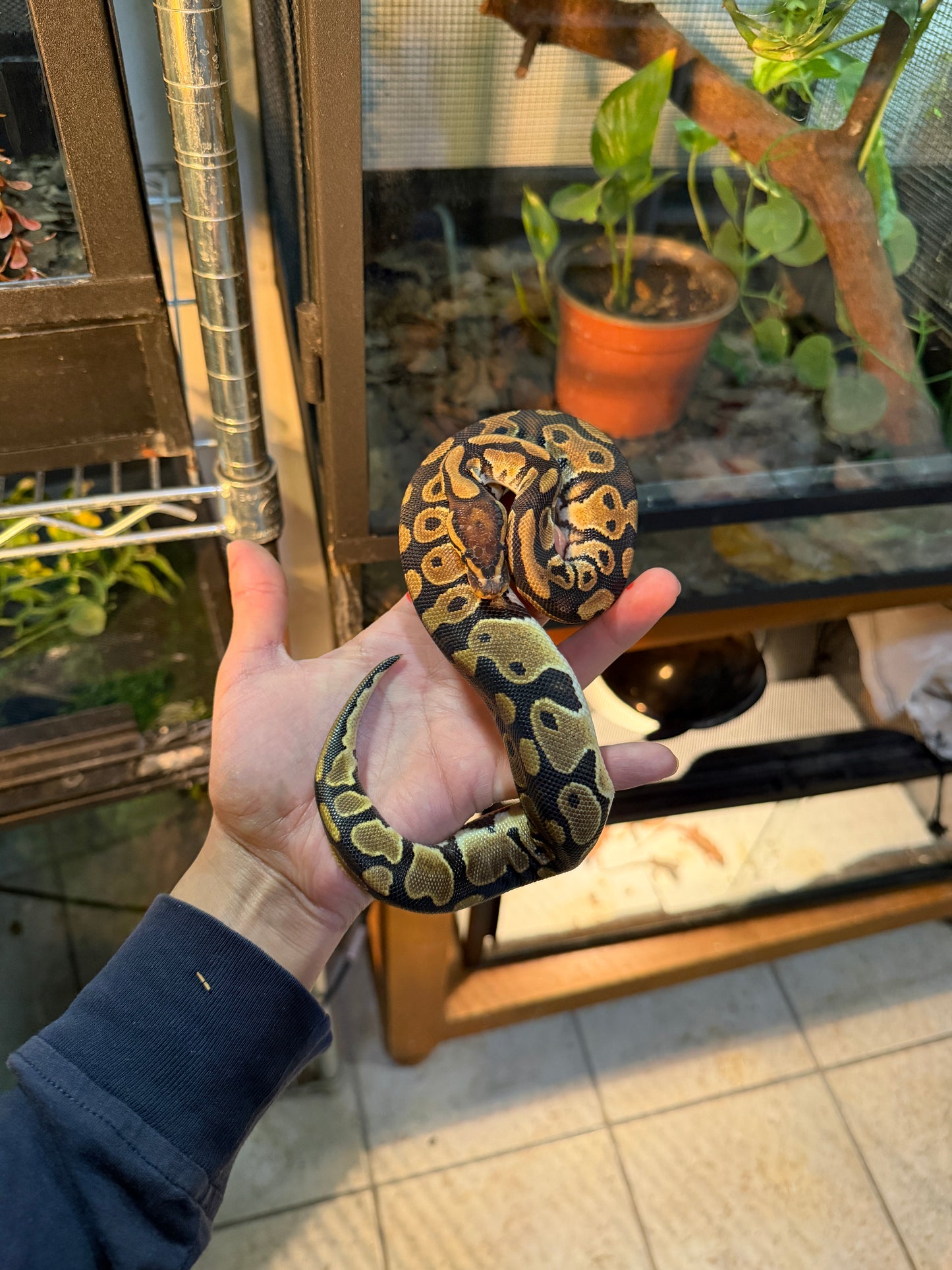 PITÓN BOLA NOMINAL MACHO 9