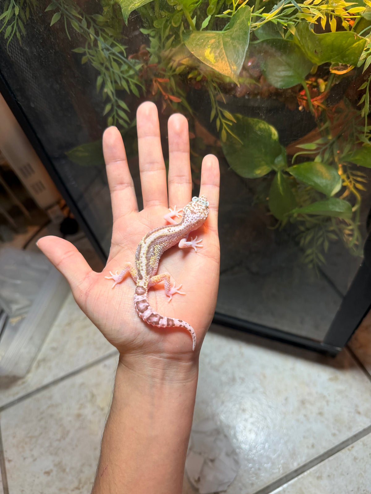 GECKO LEOPARDO MACK SNOW RAPTOR HET MP INCUBADO PARA MACHO 124