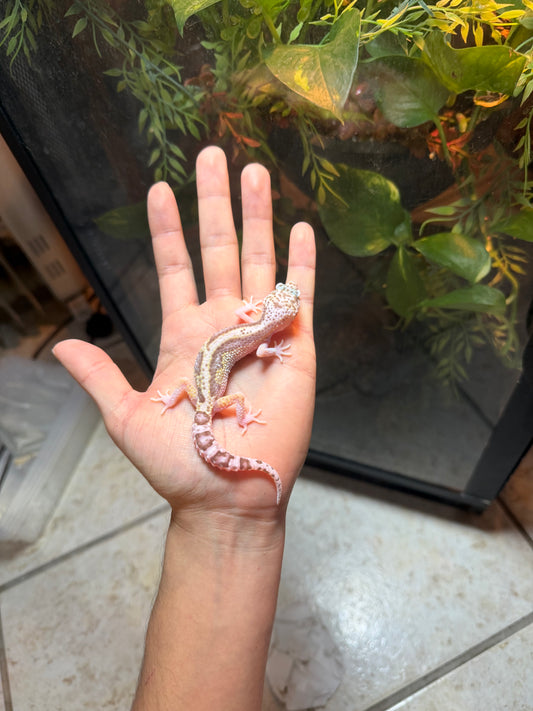 GECKO LEOPARDO MACK SNOW RAPTOR HET MP INCUBADO PARA MACHO 124