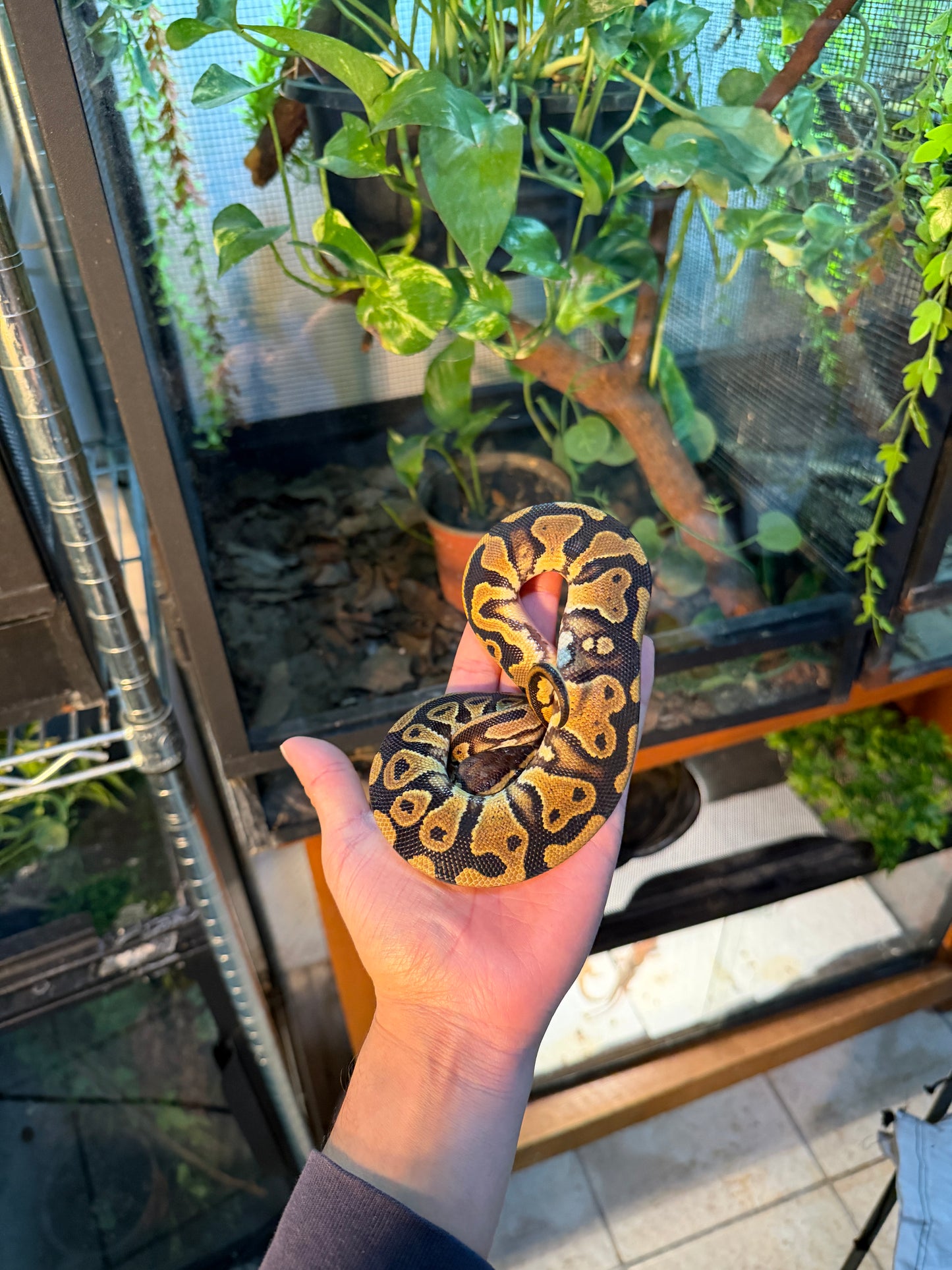 PITÓN BOLA NOMINAL HEMBRA 2