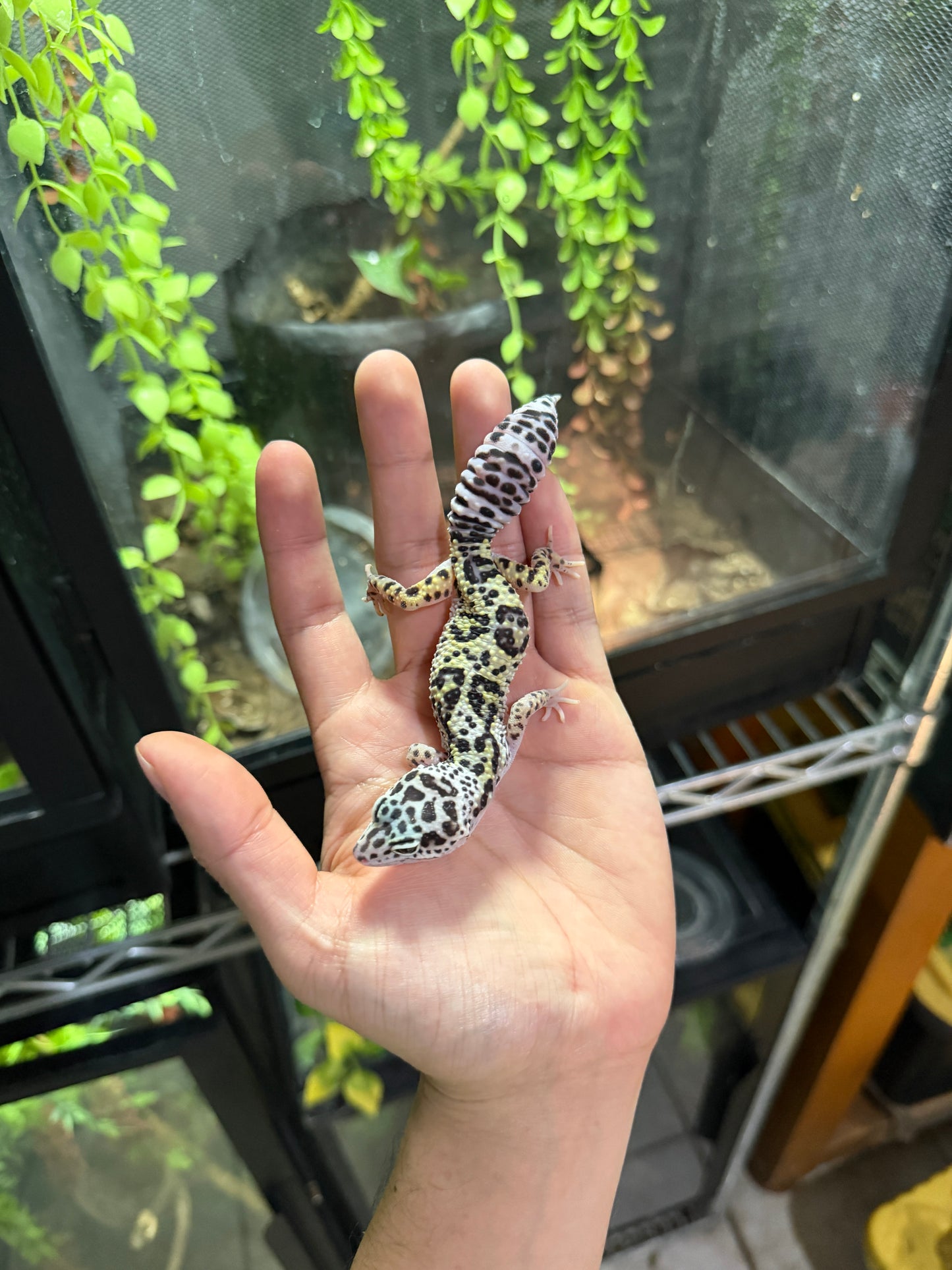 GECKO LEOPARDO  MACK SNOW HEMBRA 6329