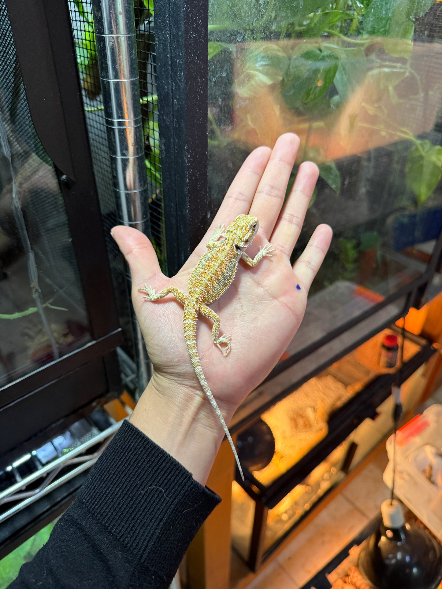 DRAGÓN BARBUDO HYPO 6