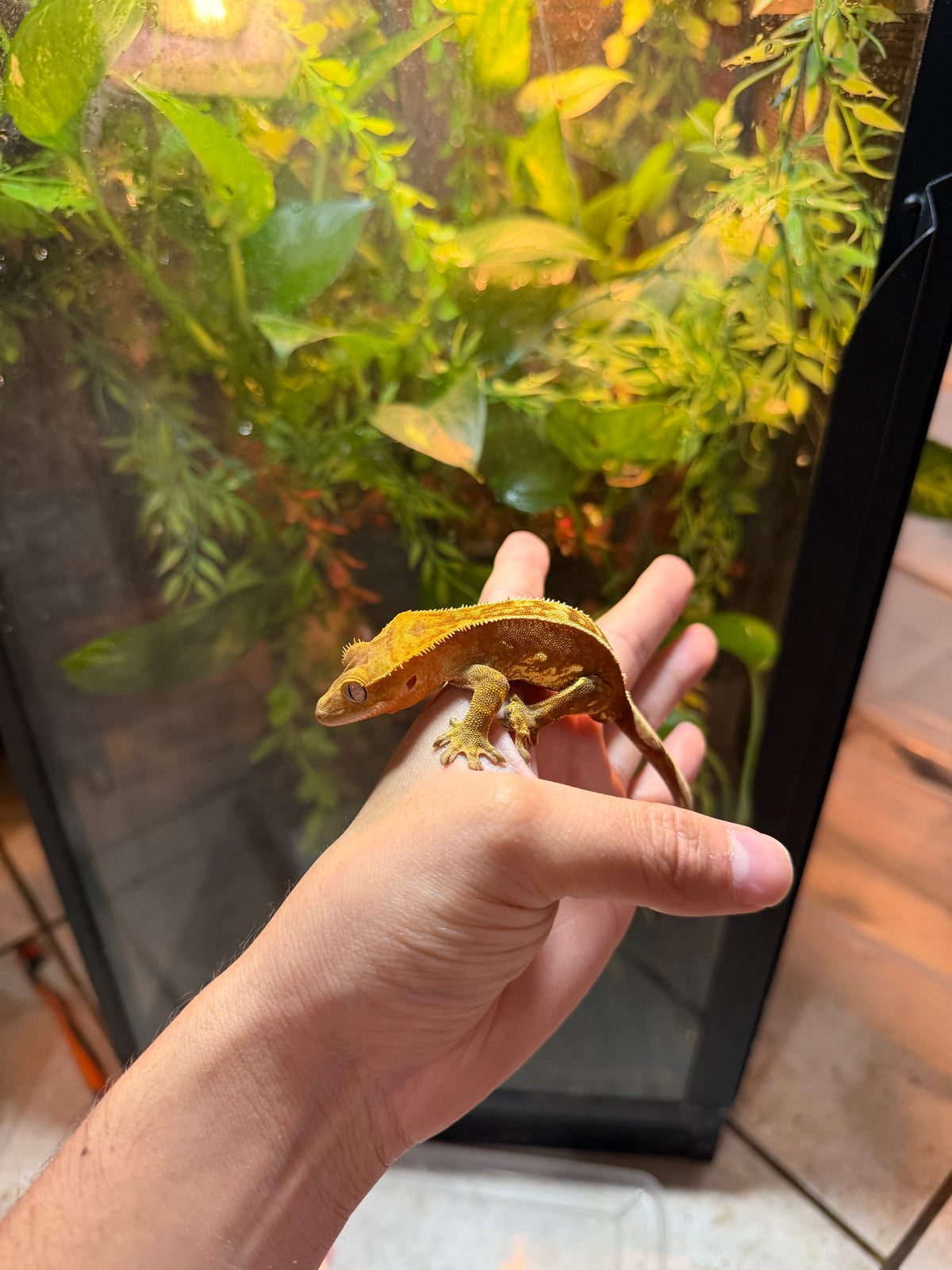 GECKO CRESTADO HARLEQUIN FLAME JUVENIL 5