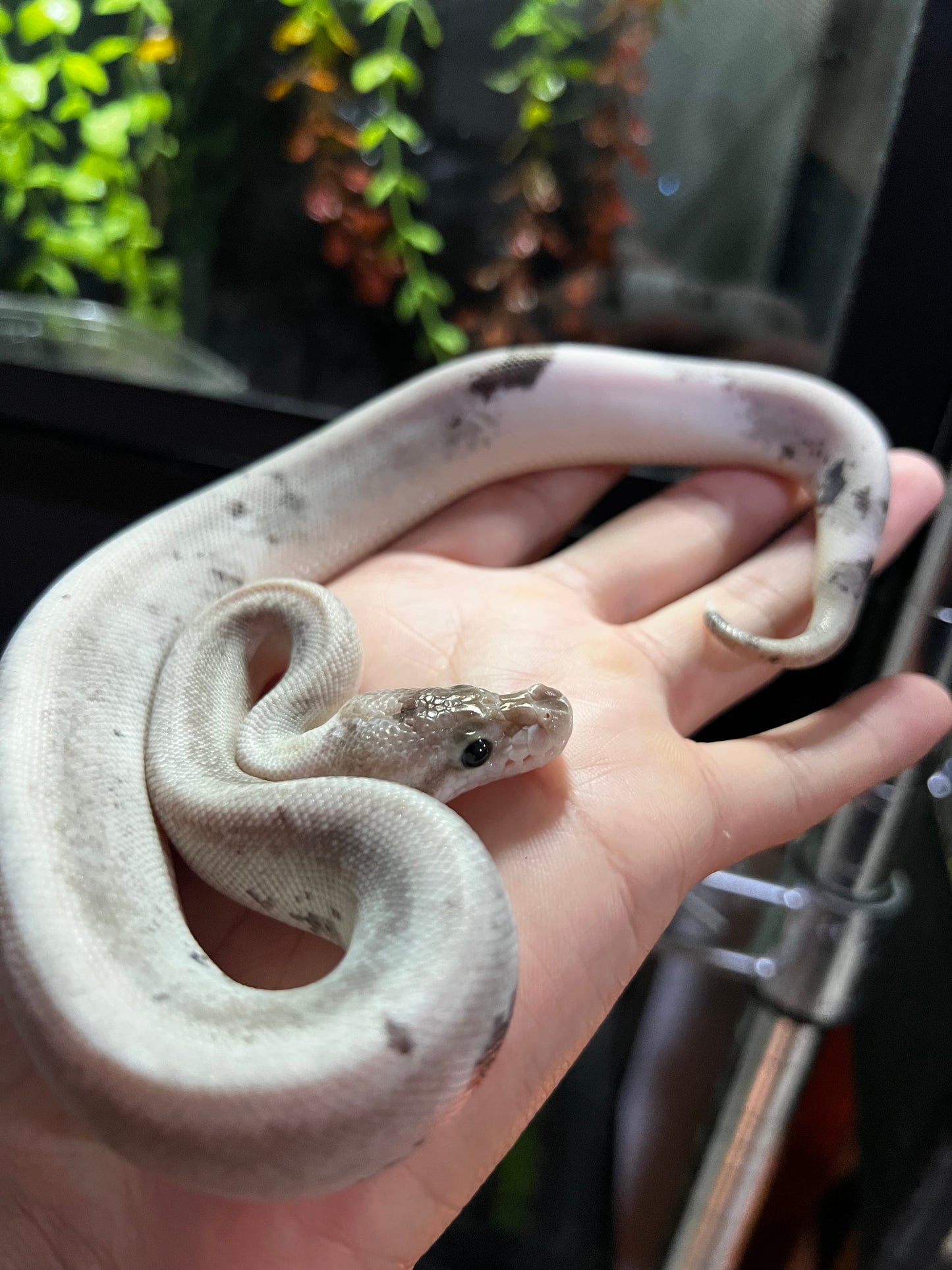 CINNAMOM BP FIREFLY POSS CALICÓ  HEMBRA 39