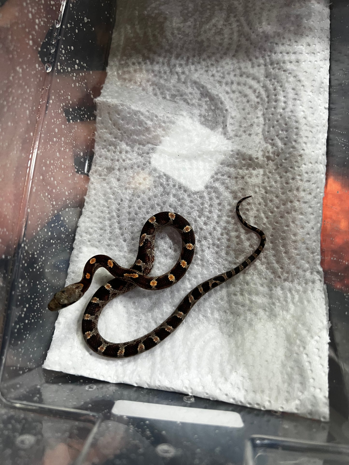 SERPIENTE MAICERA NOMINAL MACHO 32