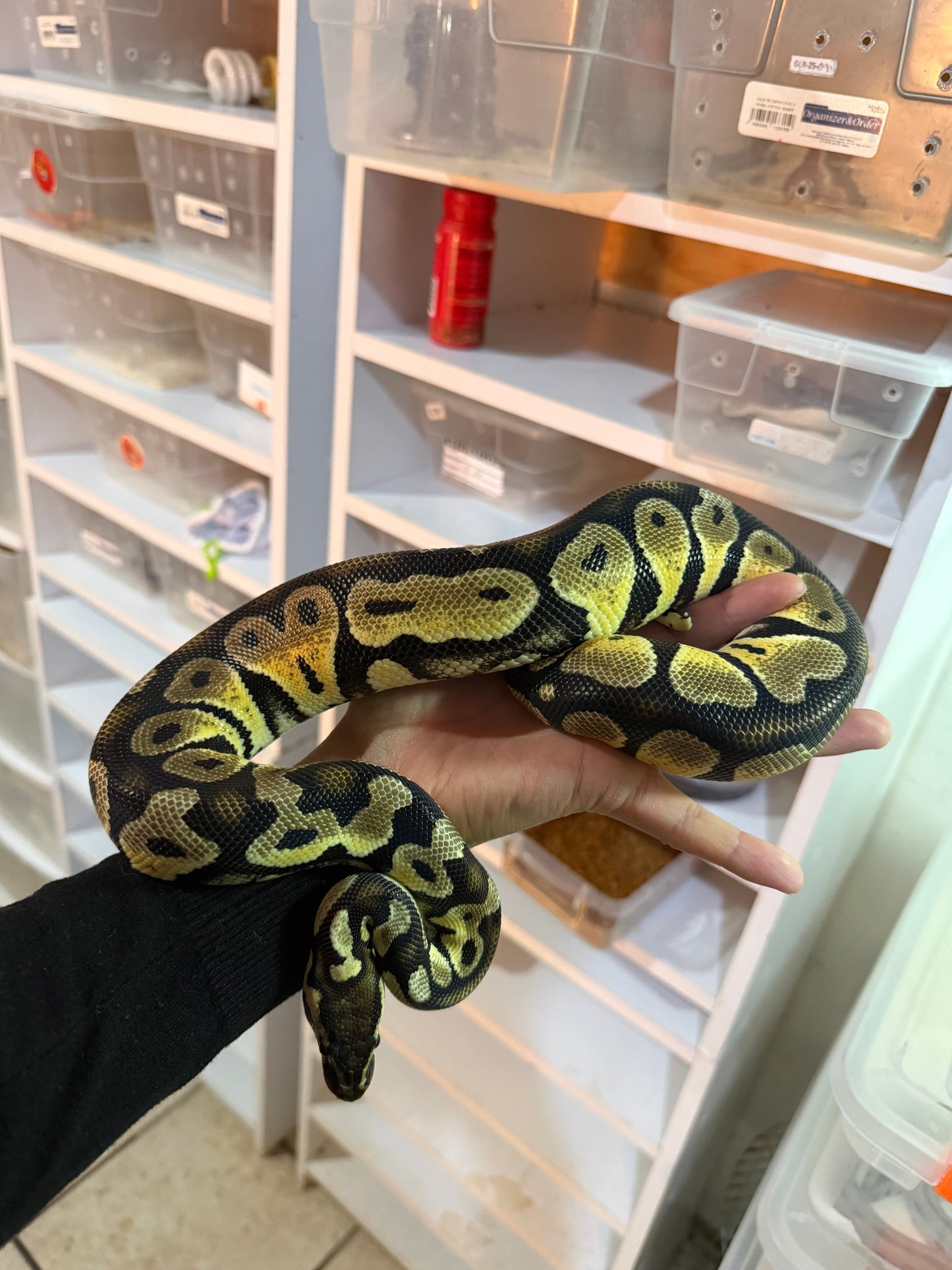 PITÓN BOLA PASTEL HET GHOST MACHO SUB ADULTO