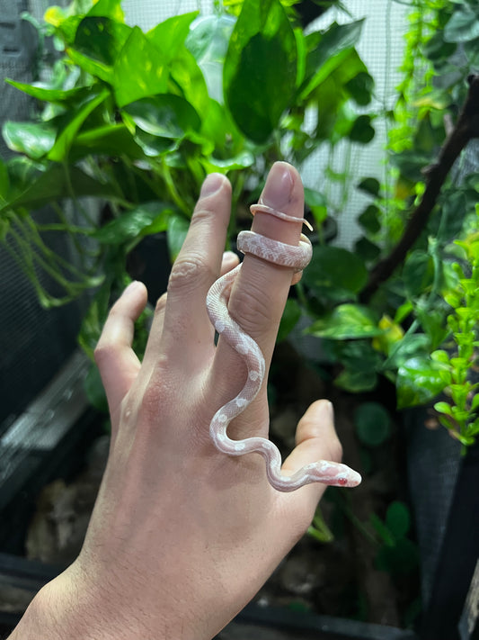 SERPIENTE MAICERA SNOW HEMBRA  47