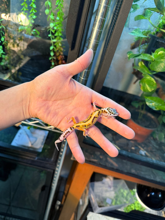 GECKO LEOPARDO HY HET TREMPER 099