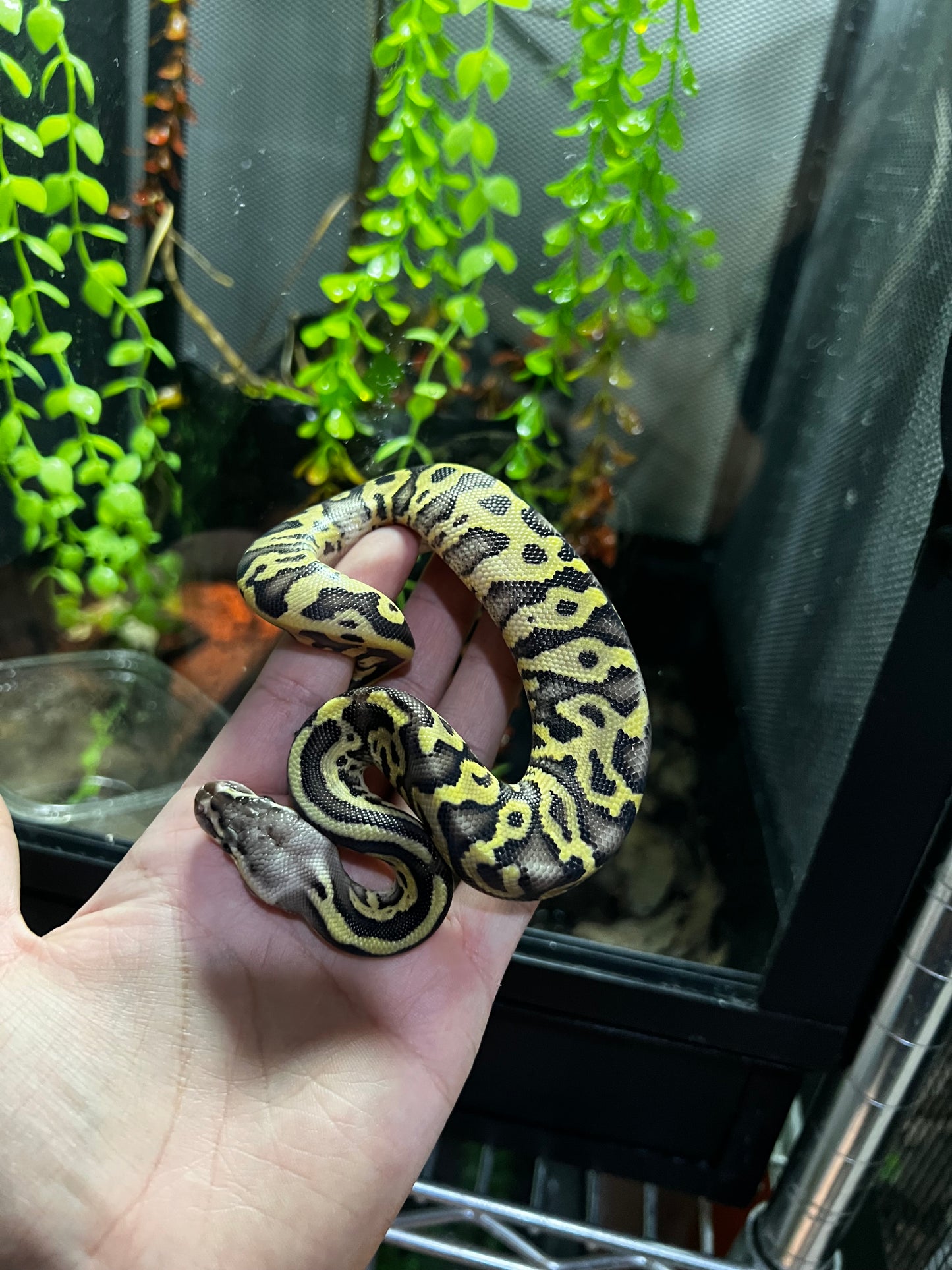 MOJAVE PASTEL HGW MACHO 38