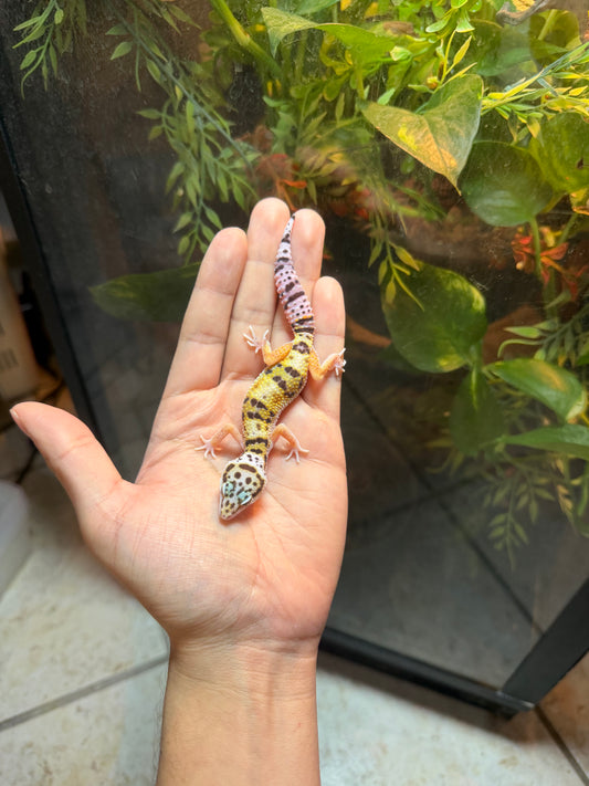 GECKO LEOPARDO HIGH YELLOW HET TYPHOON INCUBADO PARA HEMBRA 140