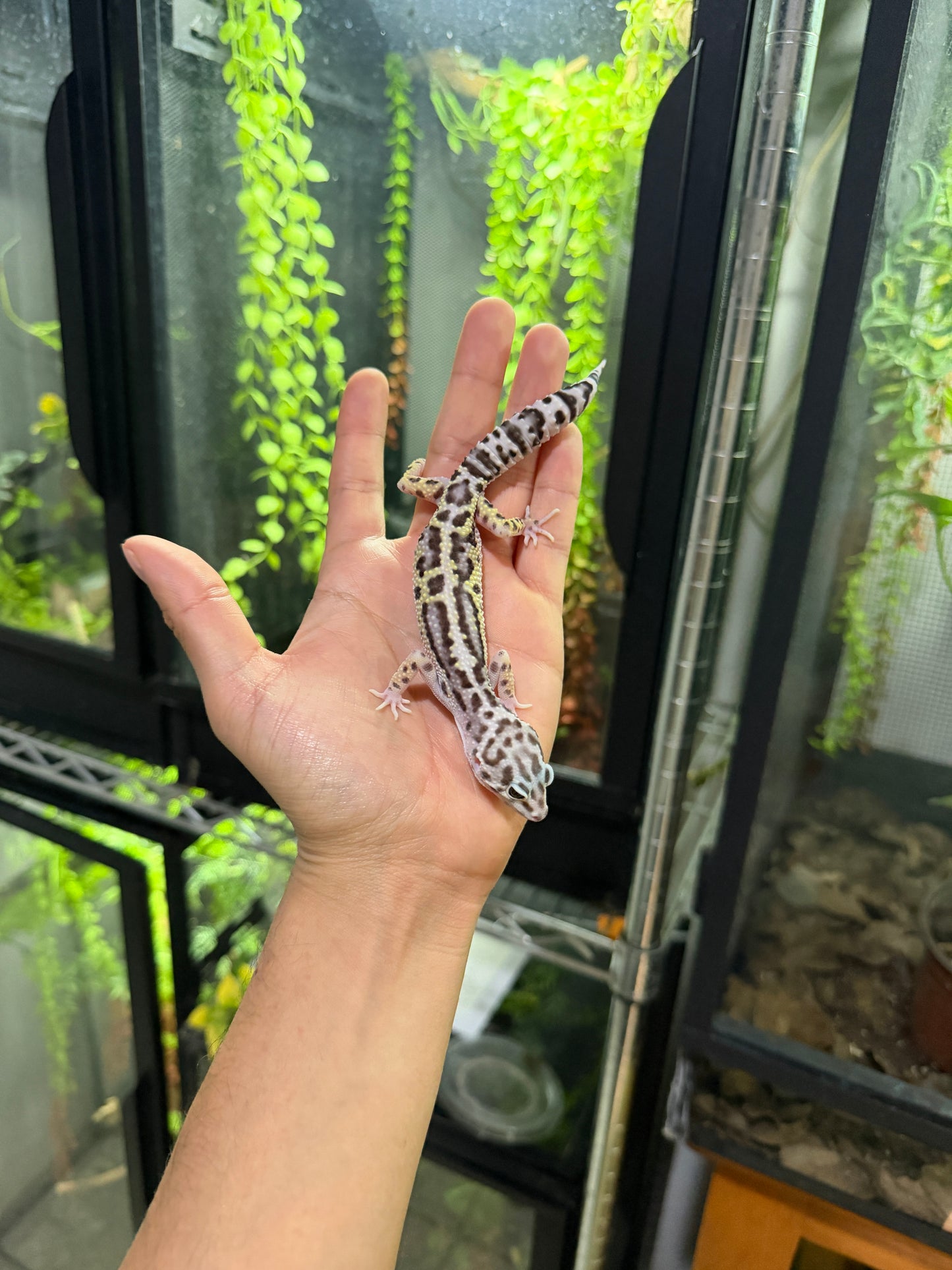 GECKO LEOPARDO MACK SNOW JUNGLE HEMBRA 6220