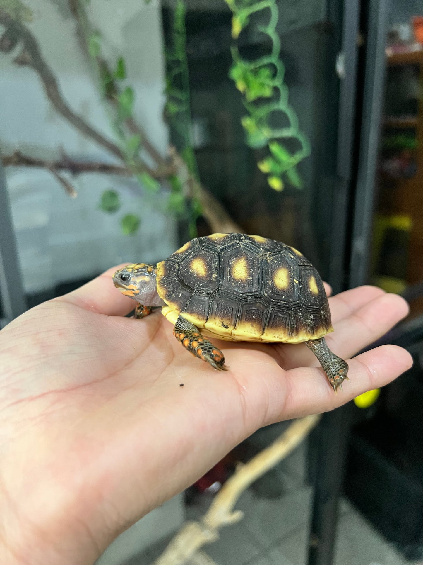 TORTUGAS PATAS ROJAS