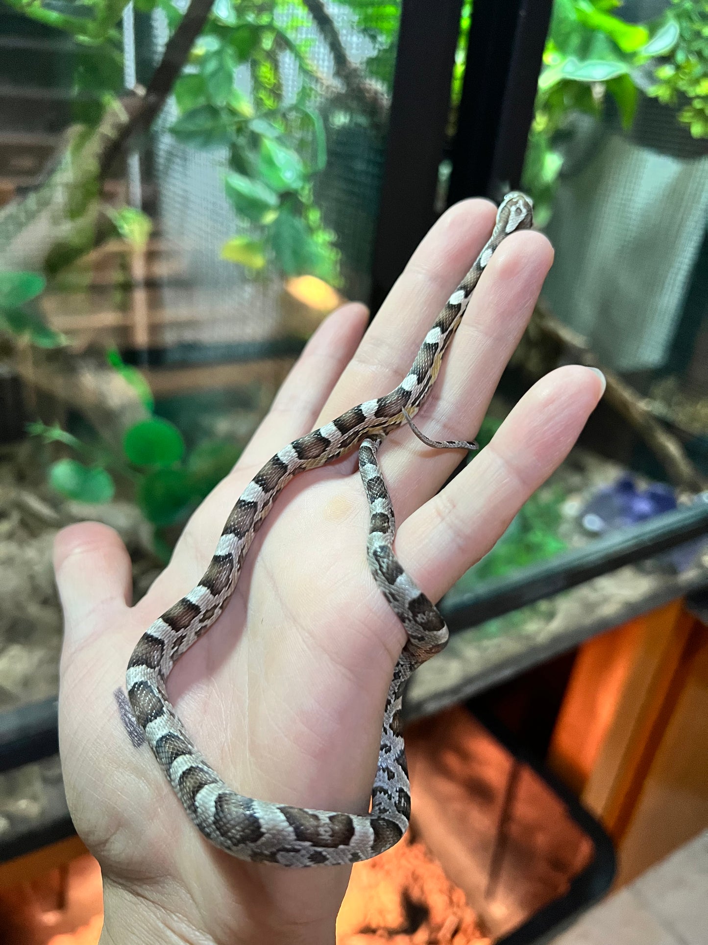 SERPIENTE MAICERA ANERY