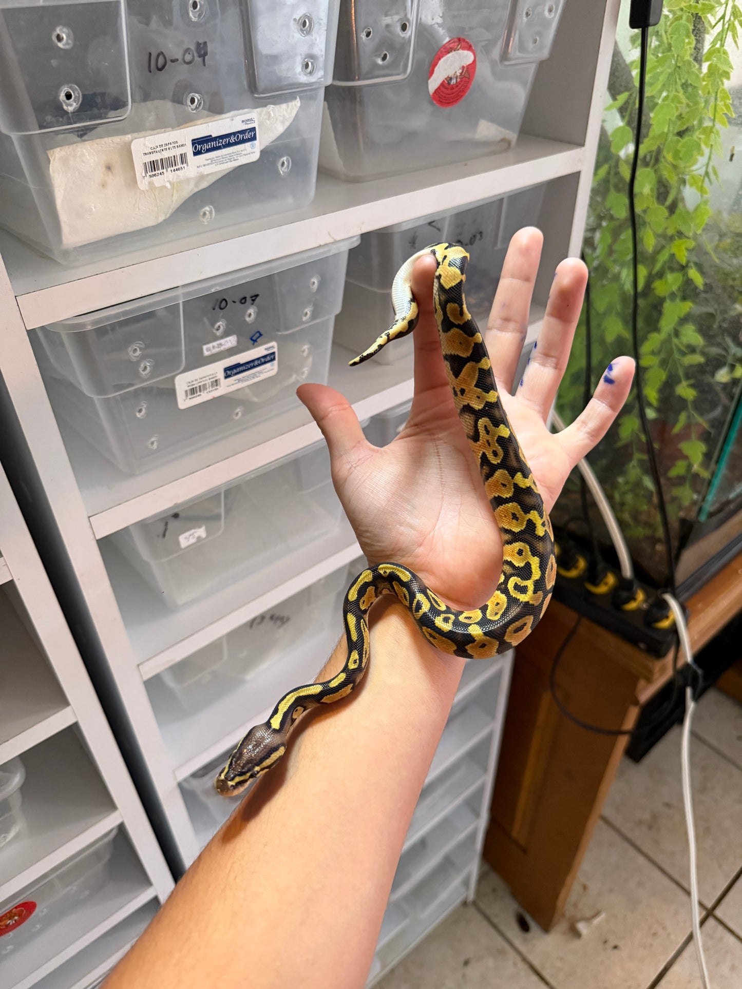 PITÓN BOLA PASTEL HET PIED HEMBRA 5