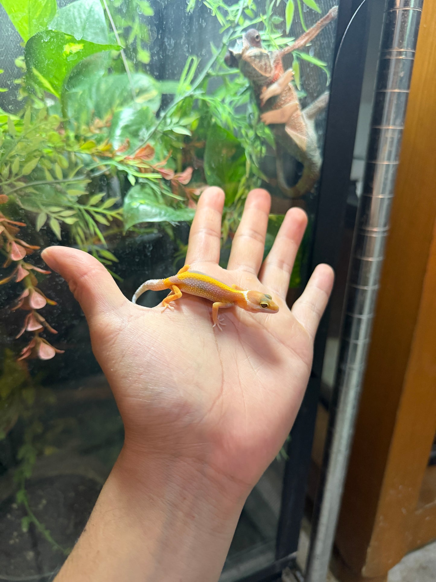 GECKO LEOPARDO TANGERINE ALBINO TREMPER HET ECLIPSE