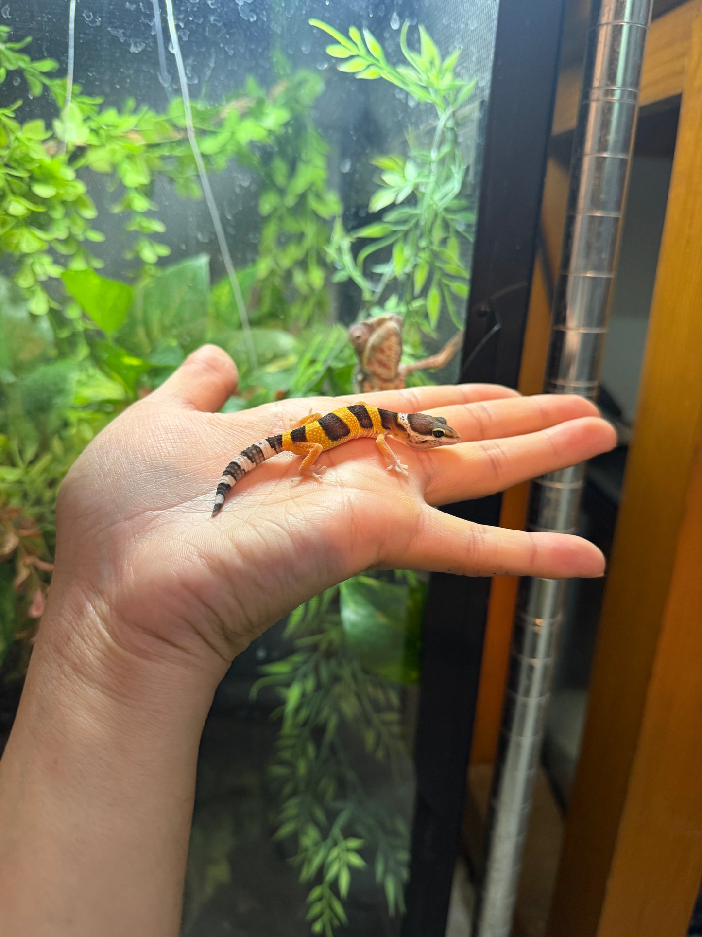 GECKO LEOPARDO HIGH YELLOW HET ECLIPSE 3
