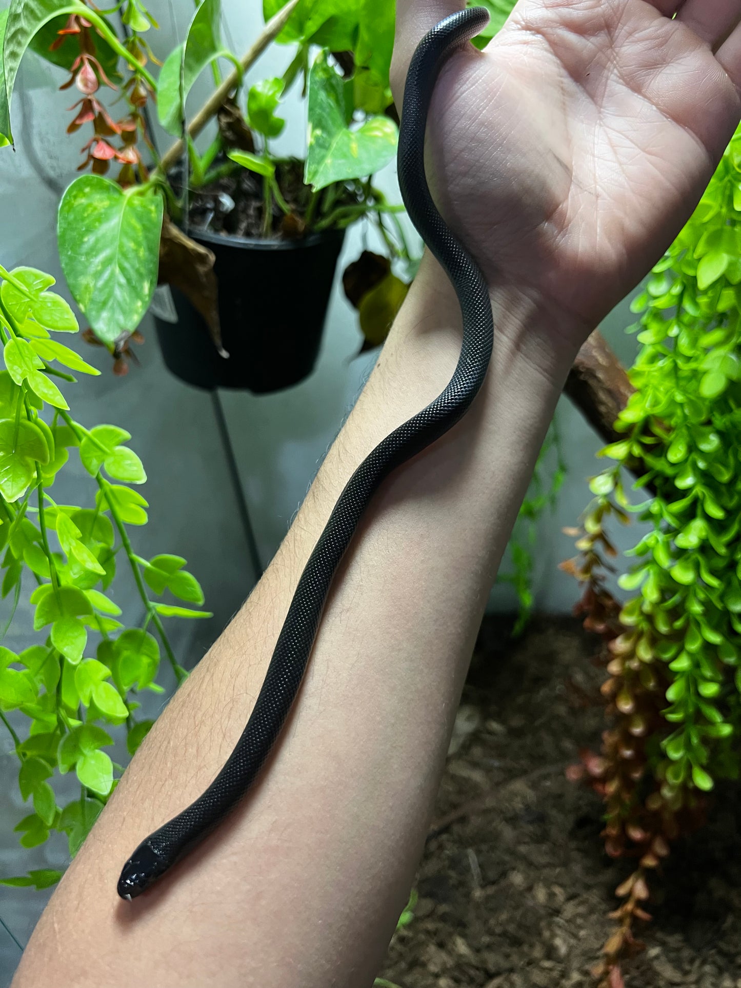 REY NEGRA MEXICANA HEMBRA 82