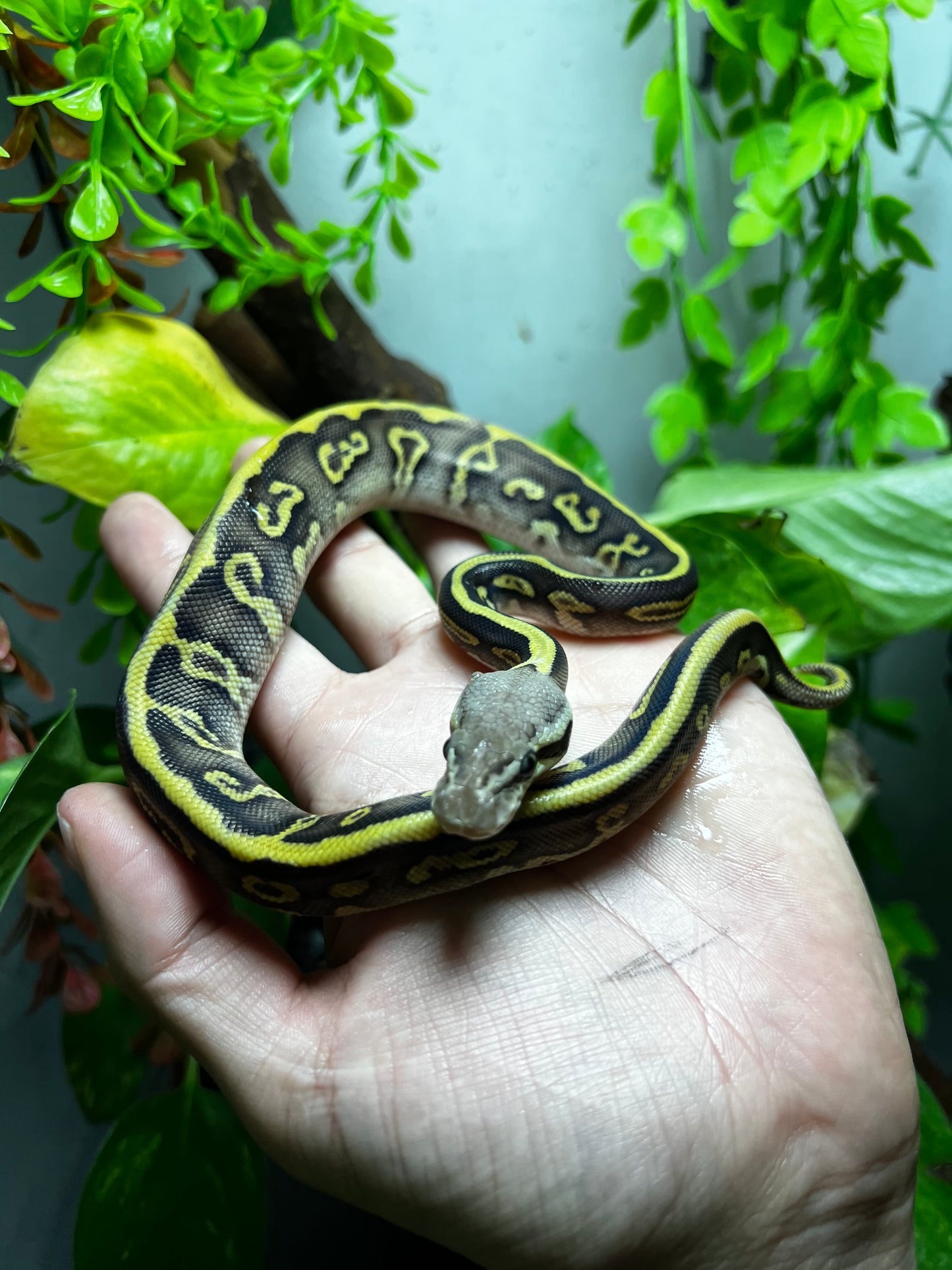 PASTEL LEOPARD MOJAVE HET CLOWN MACHO 94