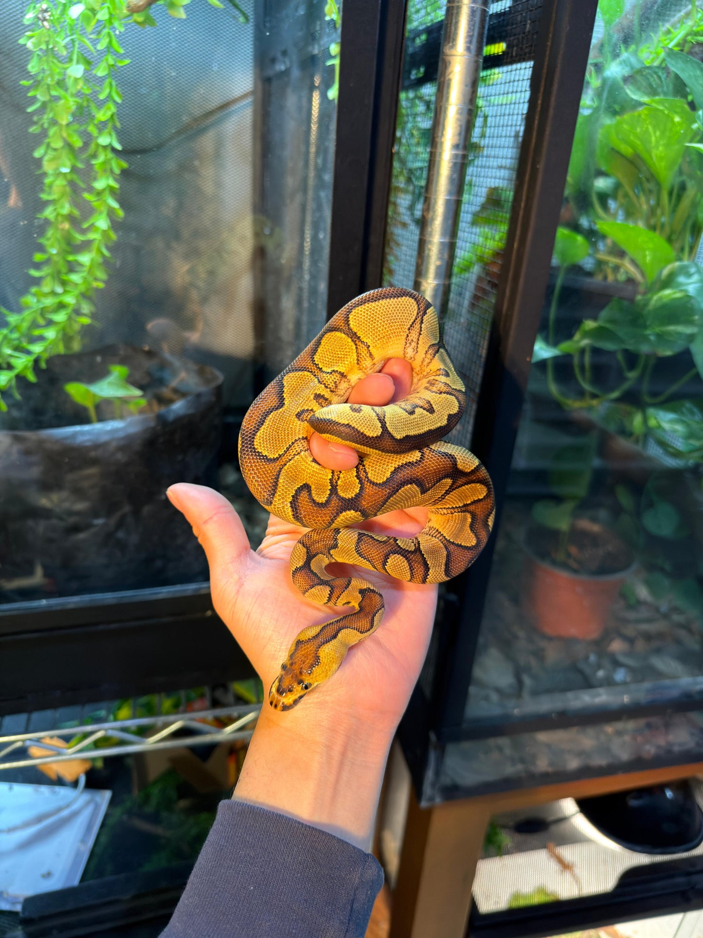 PITÓN BOLA CLOWN ENCHI YB MACHO