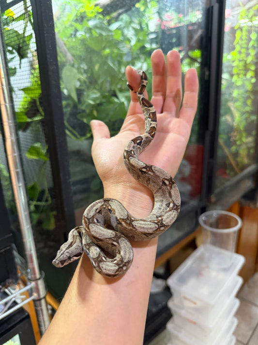BOA COLOMBIANA NOMINAL HET ANERY 50% HET ALBINO KHAL HEMBRA